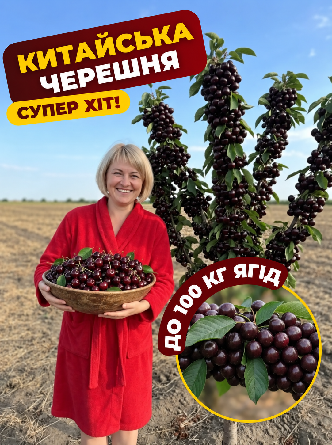 Китайська низькоросла черешня з ягодами